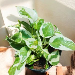 Epipremnum Aureum NJoy, NJoy Pothos, NJoy Money Plant