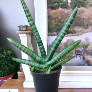 Sansevieria Boncel