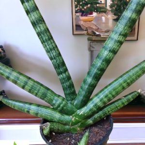 Sansevieria-Boncel