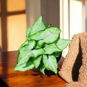 Syngonium Podophyllum Berry Allusion