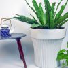 Big Ceramic Plant Pots