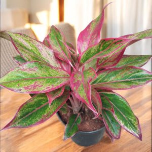 Aglaonema Lipstick Plant