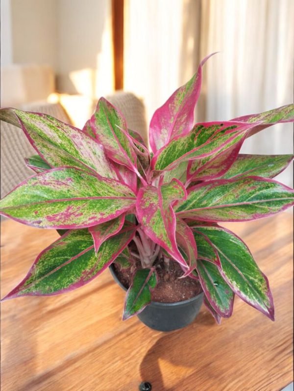 Aglaonema Lipstick Plant