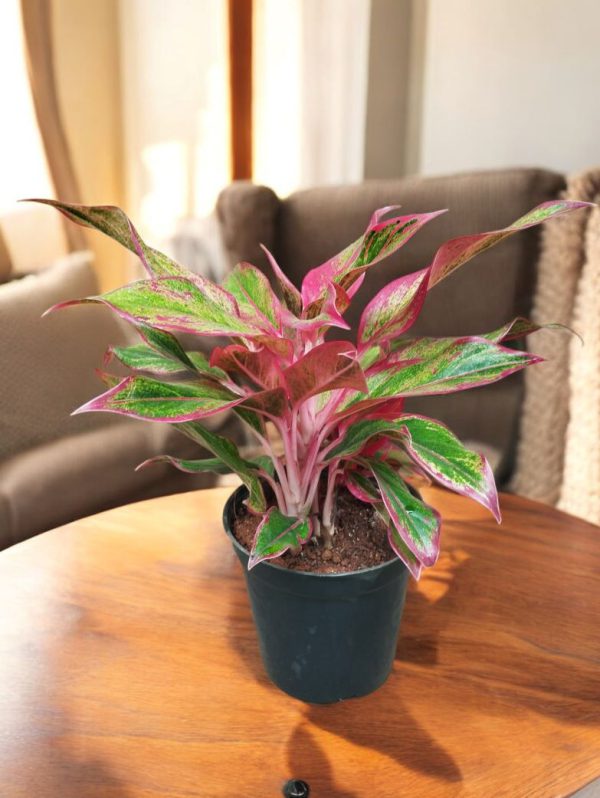 Aglaonema Lipstick Plant