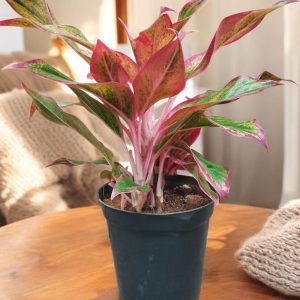 Aglaonema Lipstick Plant