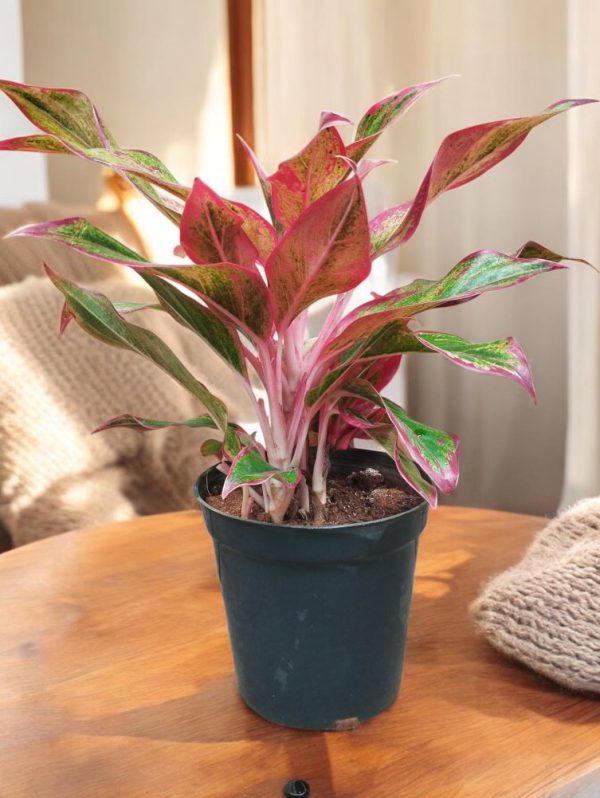 Aglaonema Lipstick Plant