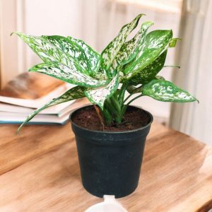 Aglaonema White Anyamanee