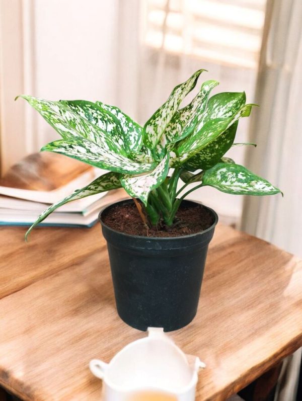 Aglaonema White Anyamanee