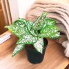 Aglaonema White Anyamanee