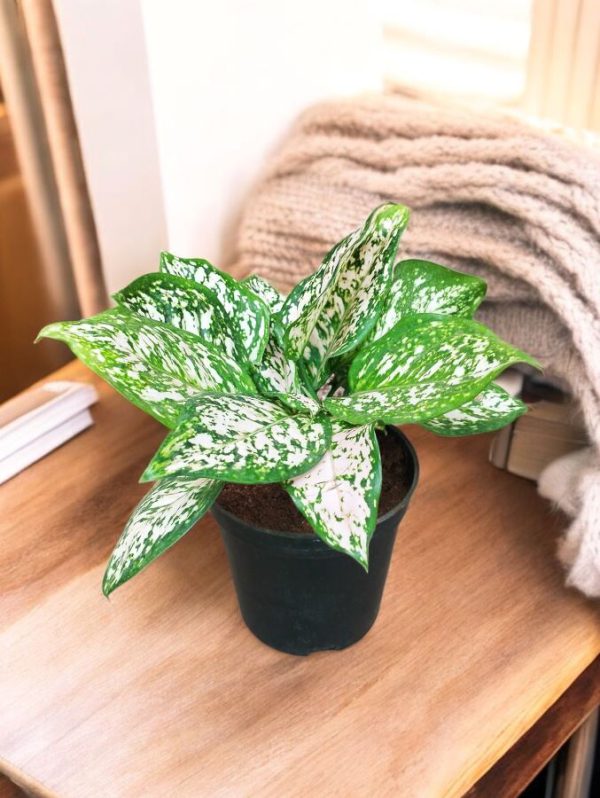 Aglaonema White Anyamanee