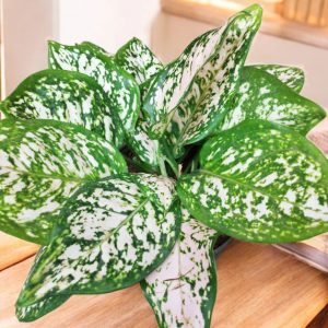 Aglaonema White Anyamanee