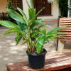 Alpinia Zerumbet Variegata Shell Ginger