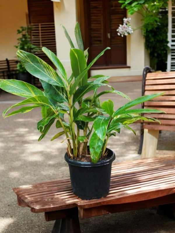 Alpinia Zerumbet Variegata Shell Ginger