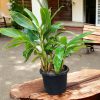 Alpinia Zerumbet Variegata Shell Ginger
