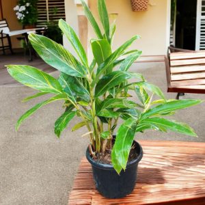 Alpinia Zerumbet Variegata Shell Ginger