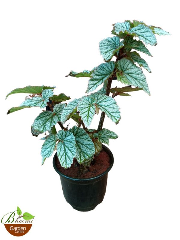 Begonia Don Miller
