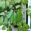 Brassia Green - Image 2