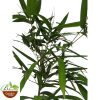 Buddha Belly Bamboo (Vulgaris Bamboo)