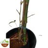 Buddha Belly Bamboo (Vulgaris Bamboo) - Image 2