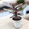 Calathea Roseopicta Dottie