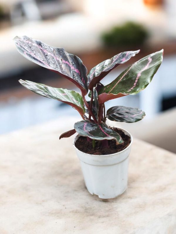 Calathea Roseopicta Dottie