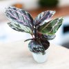 Calathea Roseopicta Dottie
