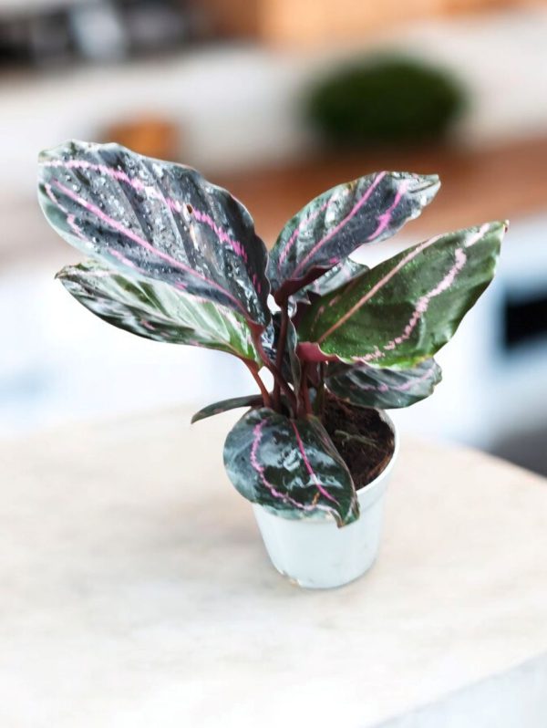 Calathea Roseopicta Dottie