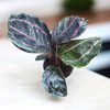 Calathea Roseopicta Dottie