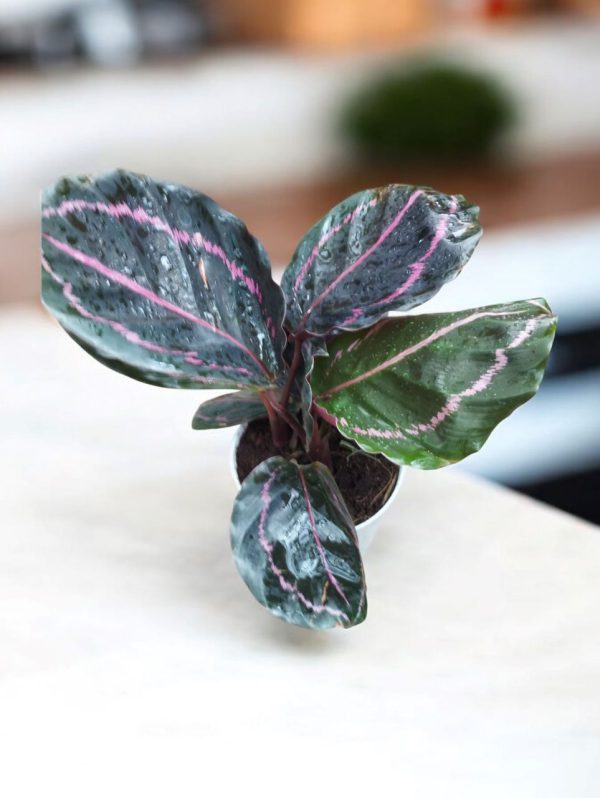 Calathea Roseopicta Dottie