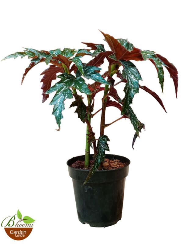 Cane Begonia Lady Vanderwilt