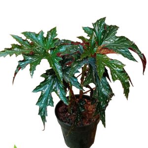 Cane Begonia Lady Vanderwilt