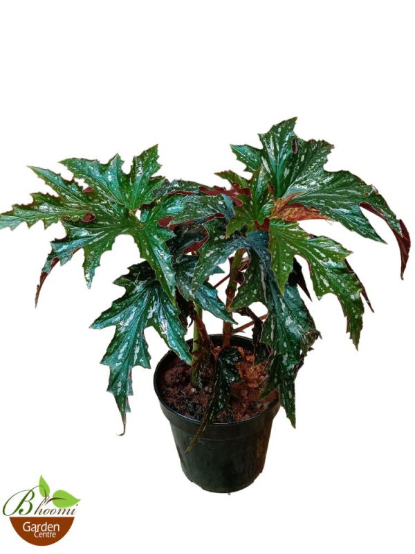 Cane Begonia Lady Vanderwilt