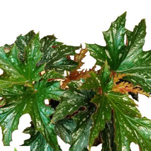 Cane Begonia Lady Vanderwilt