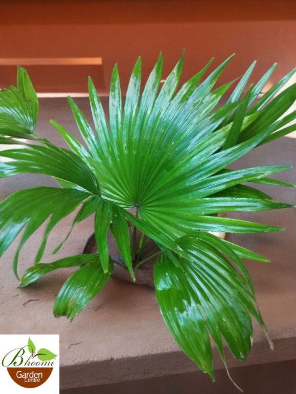 Chinese Fan Palm