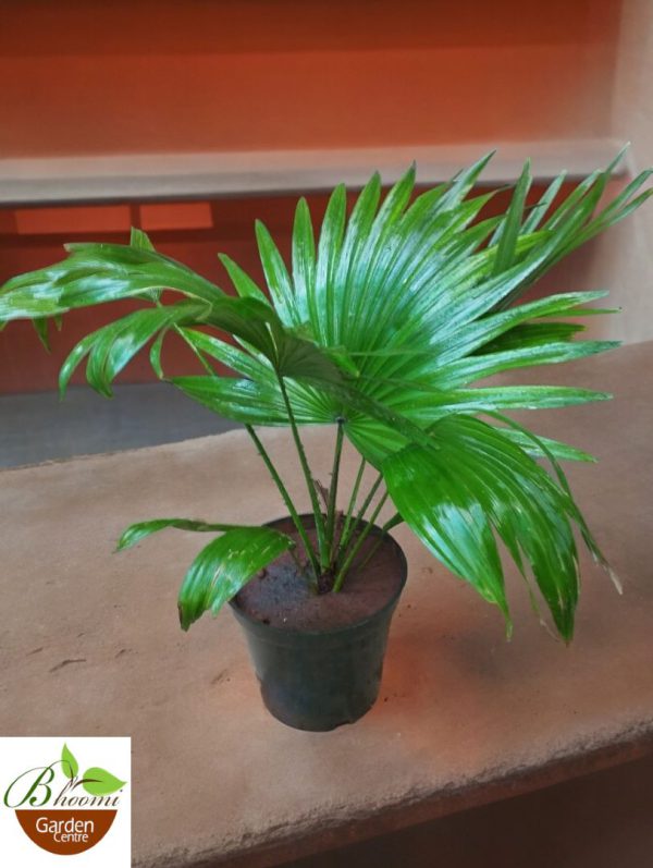 Chinese Fan Palm