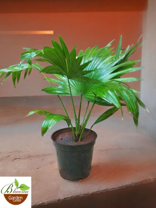 Chinese Fan Palm