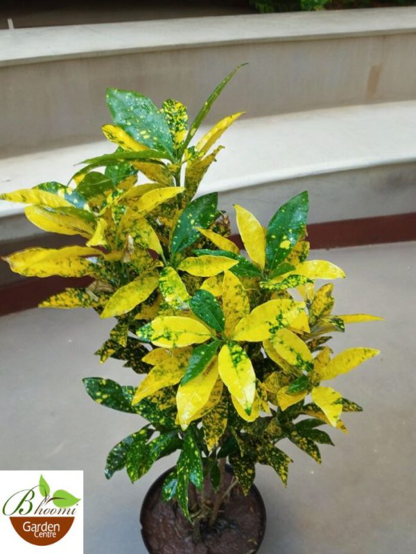 Croton Gold Dust