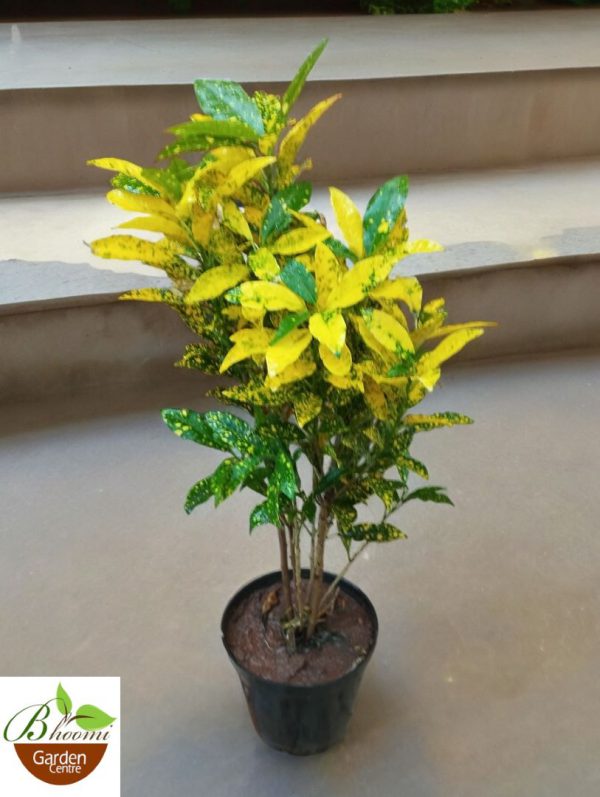 Croton Gold Dust