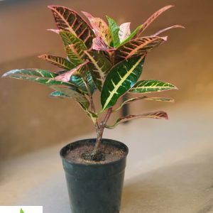 Croton Petra