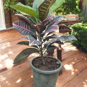 Croton Petra Variegated (Codiaeum)