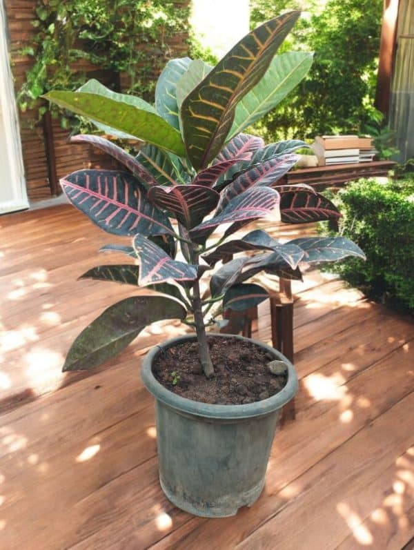 Croton Petra Variegated (Codiaeum)