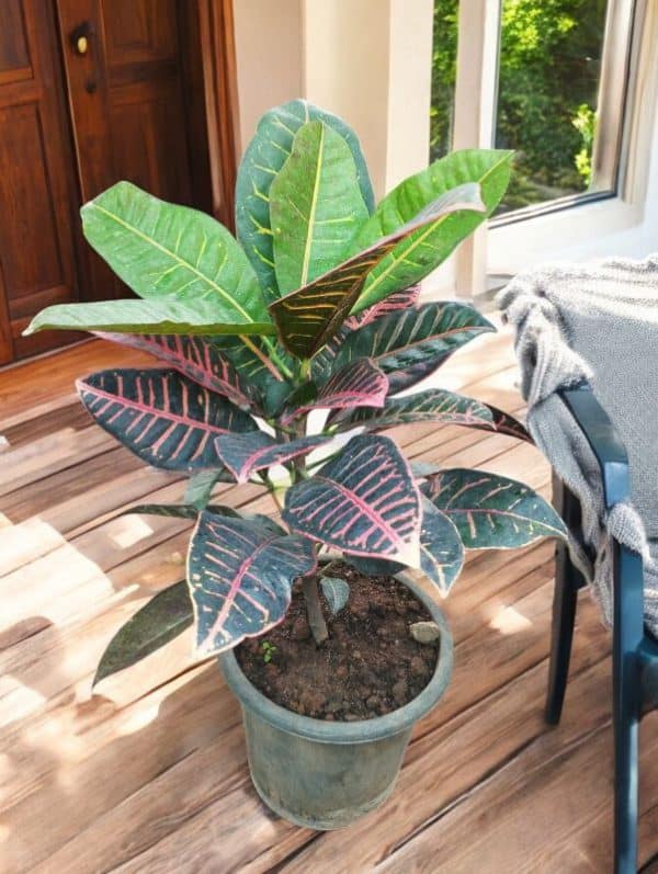 Croton Petra Variegated (Codiaeum)