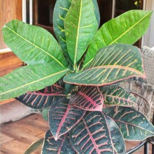 Croton Petra Variegated (Codiaeum)