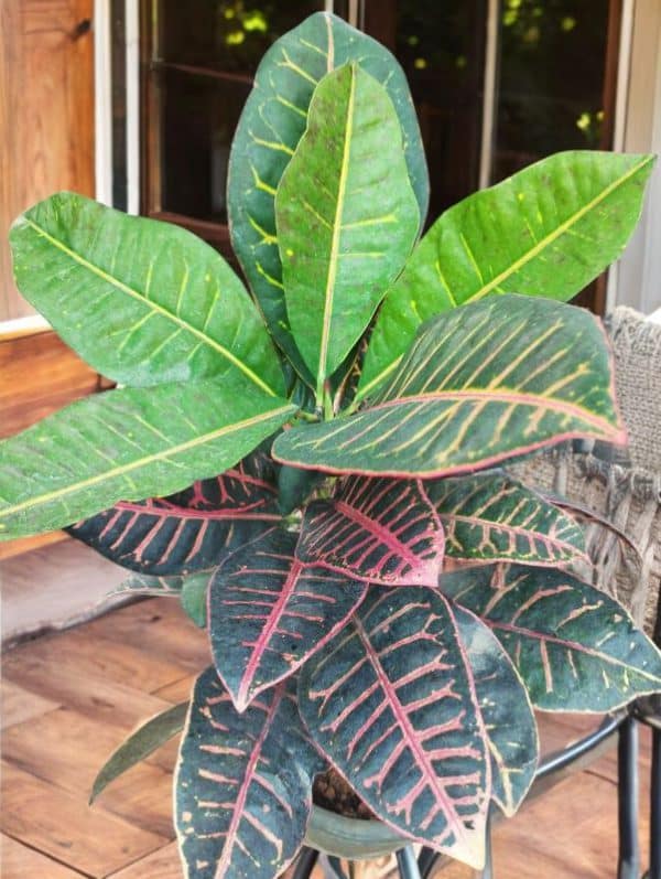 Croton Petra Variegated (Codiaeum)