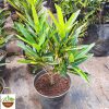 Croton Sunny Star Plant - Image 2