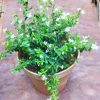 Cuphea White