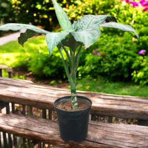 Dieffenbachia Memoria Corsii