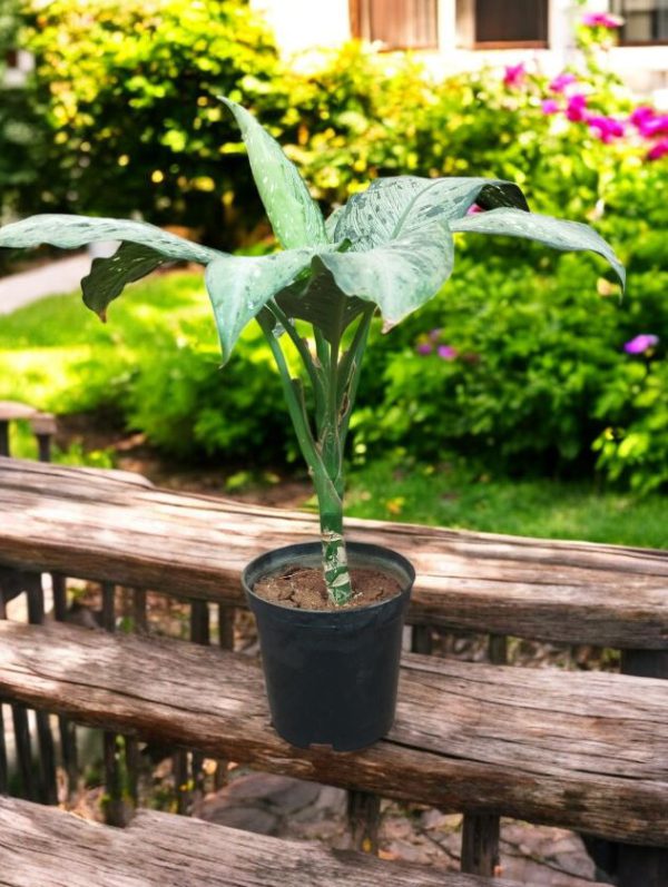 Dieffenbachia Memoria Corsii