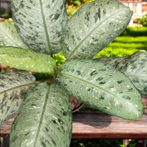 Dieffenbachia Memoria Corsii