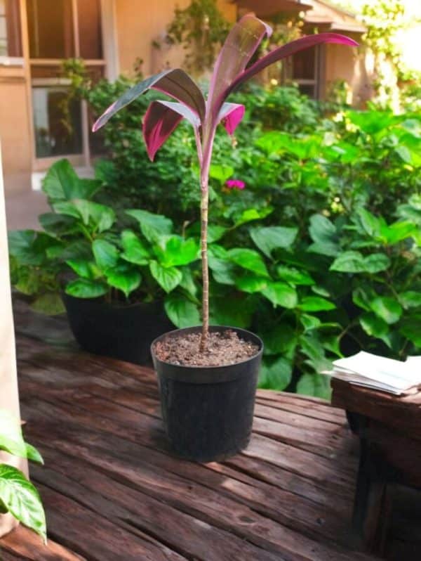 Dracaena Mahatma